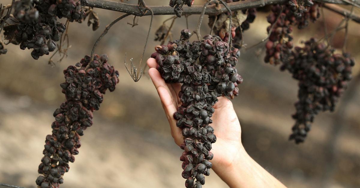 Un goût de « brûlé » dans le vin ? Après les terribles incendies, les viticulteurs sont inquiets en France, « on est dans l’inconnu »