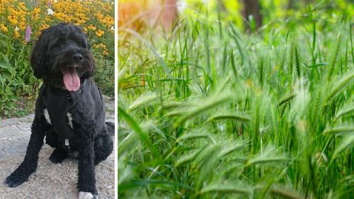 Attention à vos compagnons à quatre pattes : durant les beaux jours, un danger peut apparaître dans vos jardins