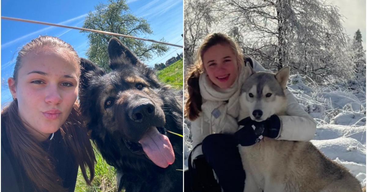 Les deux chiens de Luna disparaissent en pleine nuit à Visé : elle retrouve leurs colliers GPS… arrachés et jetés dans des buissons ! (photos)
