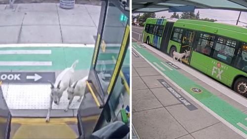 Chèvres pygmées en fuite à Portland : leur aventure dans un bus