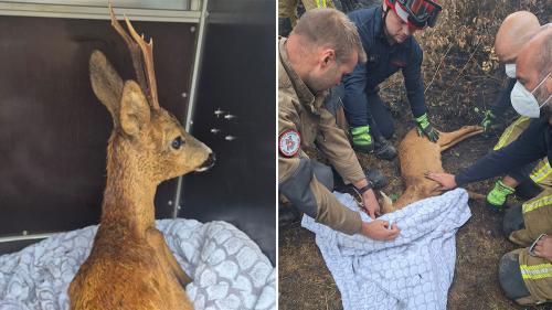 Sauvetage d’un chevreuil blessé lors de l’incendie des Hautes Fagnes