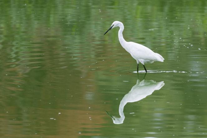 Dans les marais d’Harchies, une zone naturelle protégée belge, des organisations de protection des oiseaux dénoncent l’ouverture de la saison de chasse, autorisée depuis des décennies à quelques kilomètres de là, côté français. « Les oiseaux n’ont pas de frontières », proclament plusieurs pancartes brandies par un cortège d’environ 700 personnes parti au crépuscule le 21 août 2026 à Bernissart, à l’appel de neuf organisations.