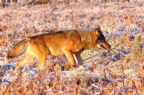 Akela, premier loup des Hautes Fagnes retrouvé mort en Allemagne