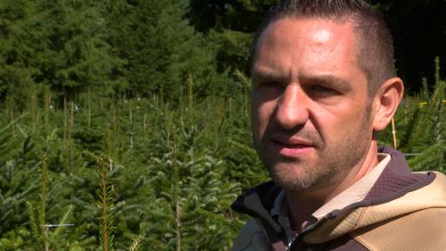 Prix des sapins de Noël : la sécheresse menace la production belge