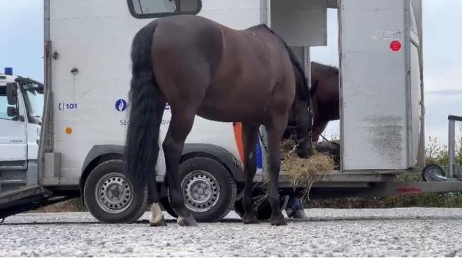 Cheval.JPG