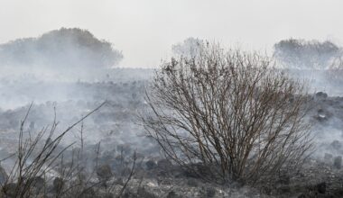 Le feu de forêt à la frontière belge ne progresse plus - La Libre.be