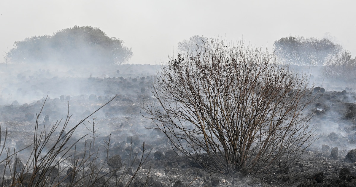 Le feu de forêt à la frontière belge ne progresse plus - La Libre.be
