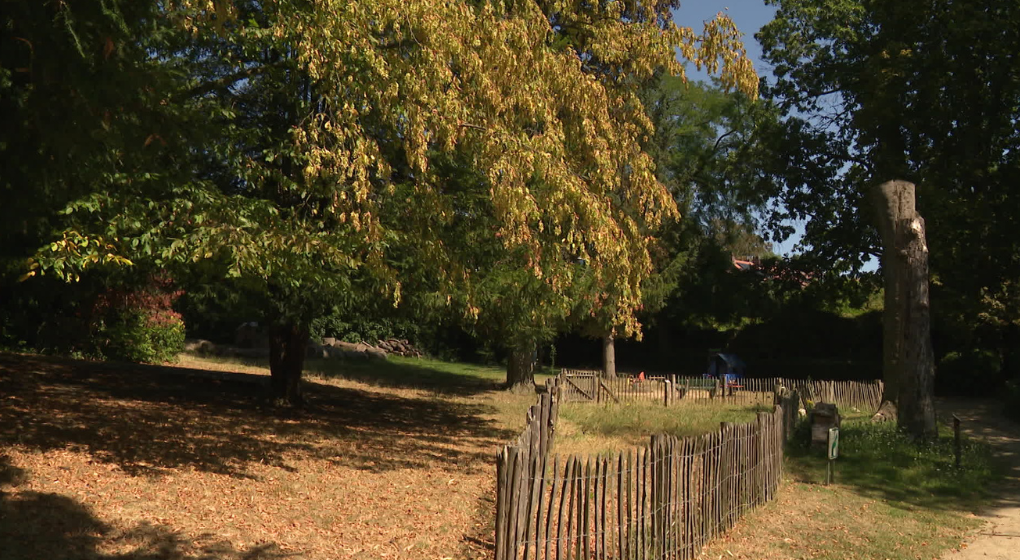 Pour lutter contre la sécheresse, Woluwe-Saint-Pierre invite ses habitants à arroser les arbres