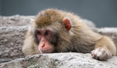 Contact avec un macaque japonais au Zoo de Granby: la Santé publique lance un avis préventif