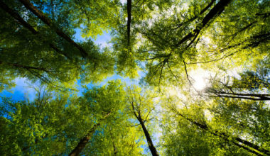 Quand un arbre meurt, il envoie une dernière vague de carbone à ses voisins : on vient de comprendre pourquoi
