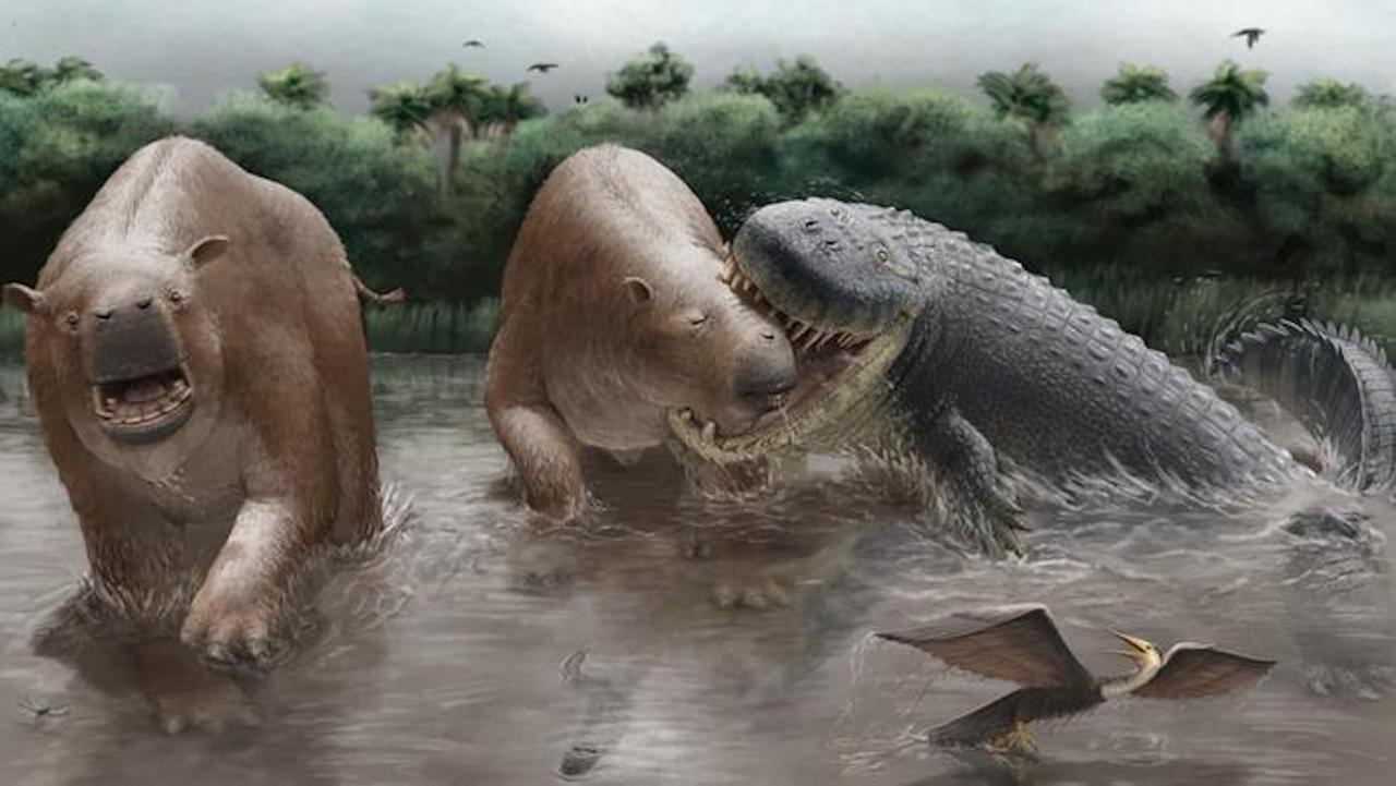 « Il y avait tellement de proies disponibles » : ce crocodilien géant dominait ce monde perdu il y a 10 millions d’années
