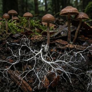 Certains champignons ont développé un réseau titanesque à l'échelle du globe, qui se cache sous nos pieds. © Furii Collection, Adobe Stock