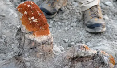 fossiles dinosaures lichens