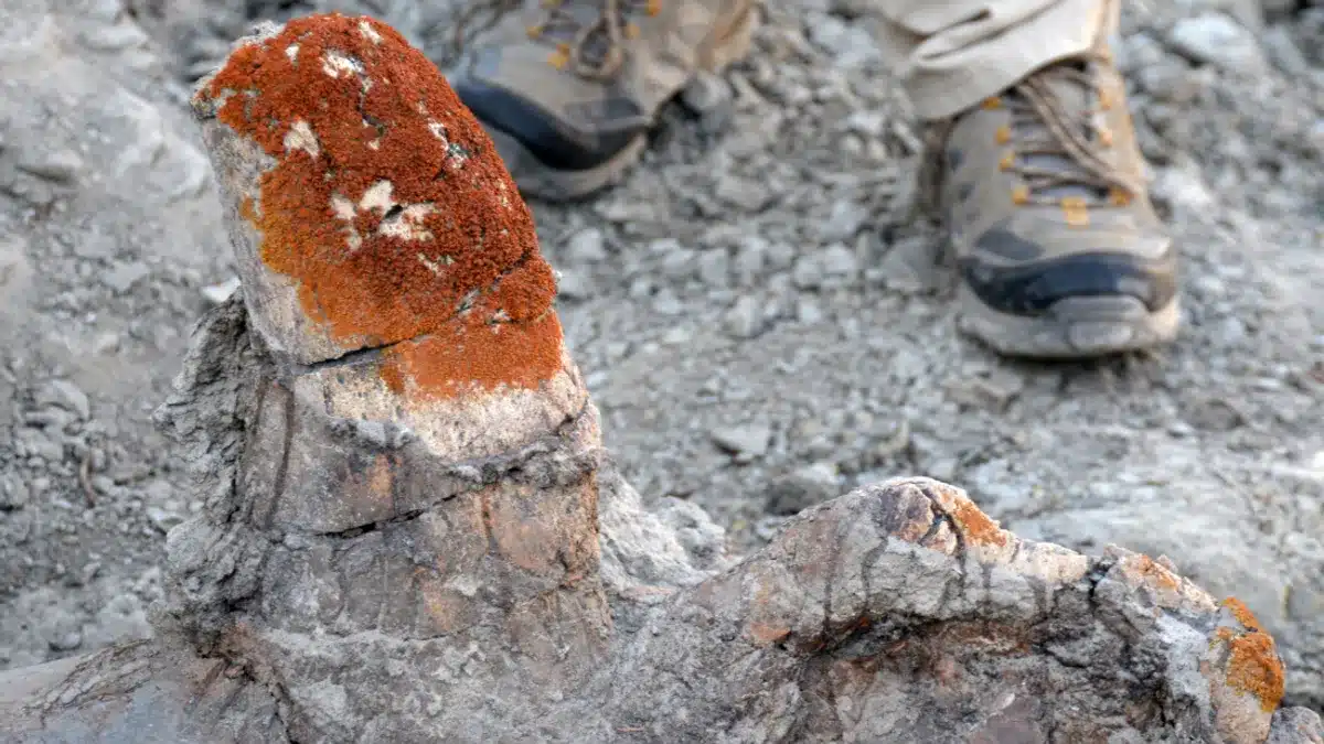 fossiles dinosaures lichens