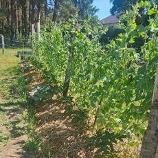 Un potager avec du paillage pour conserver l'humidité pendant la canicule.