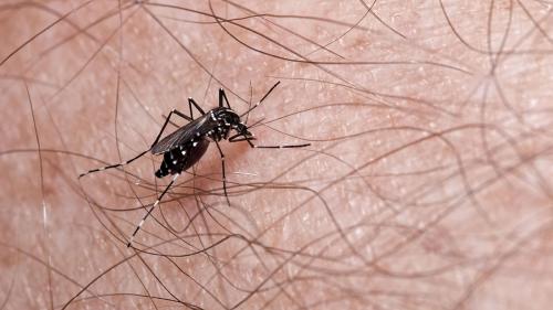 Virus du Nil occidental en Europe : transmission, risques et prévention
