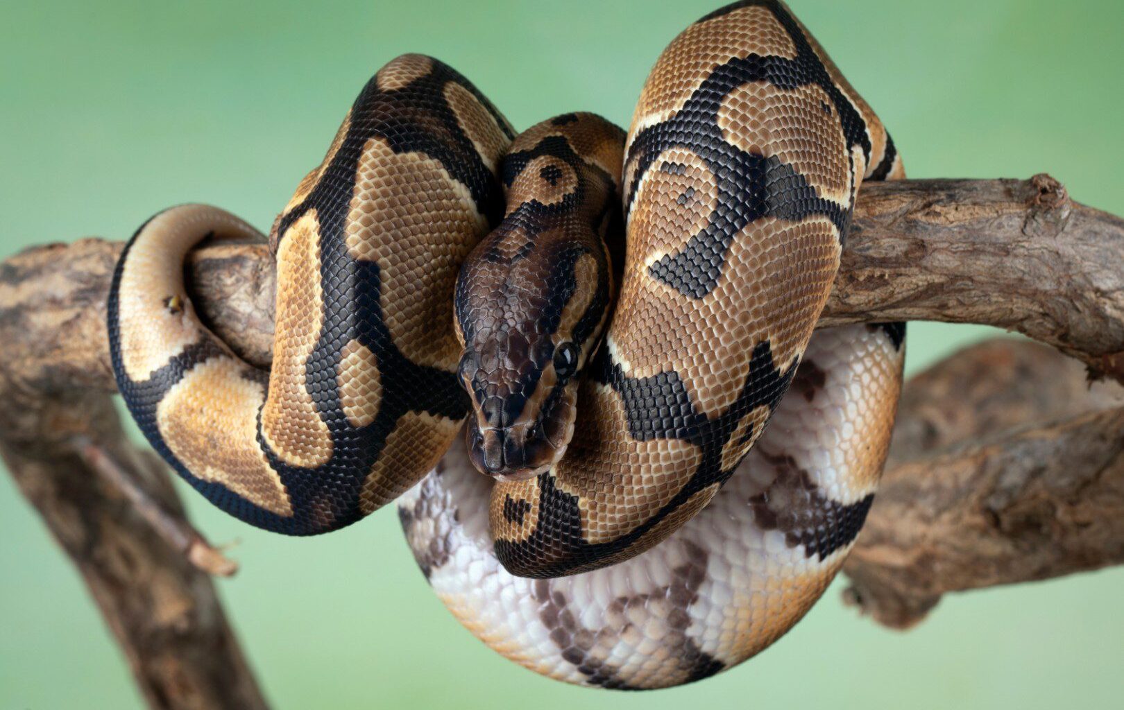 Progammeertaal Python verliest aan populariteit