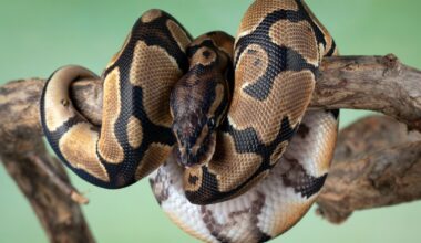 Progammeertaal Python verliest aan populariteit