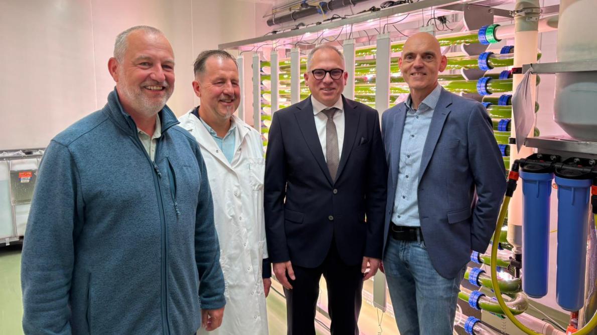 ILVO onderzoekt of algen kunnen helpen tegen leververvetting