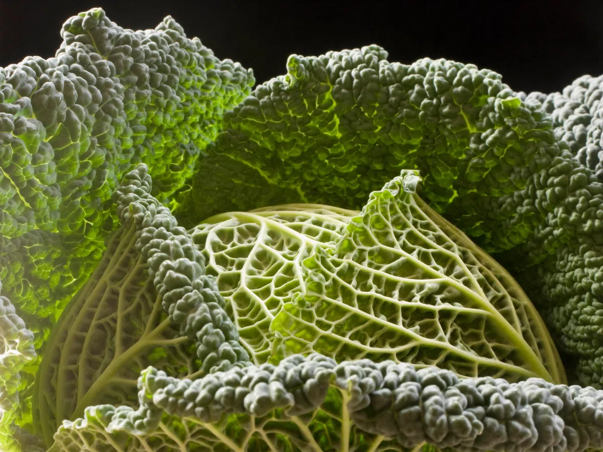 Thumbnail for article: Zuurkool is zo gezond dat het de titel 'superfood' verdient