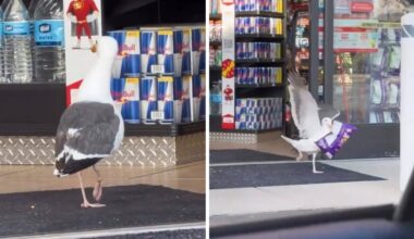 HILARISCH! Meeuw wandelt doodleuk winkel binnen en steelt een snack (video)