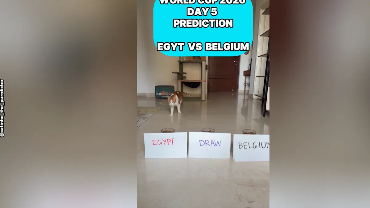 Cat Makes Prediction Ahead of Belgium-Egypt FIFA World Cup Match