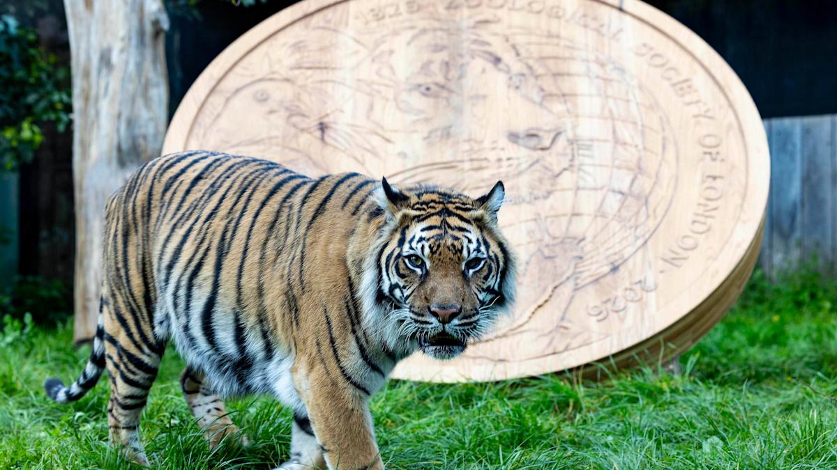 Roarsome: Giant replica coin unveiled at London Zoo to mark 200 years of ZSL