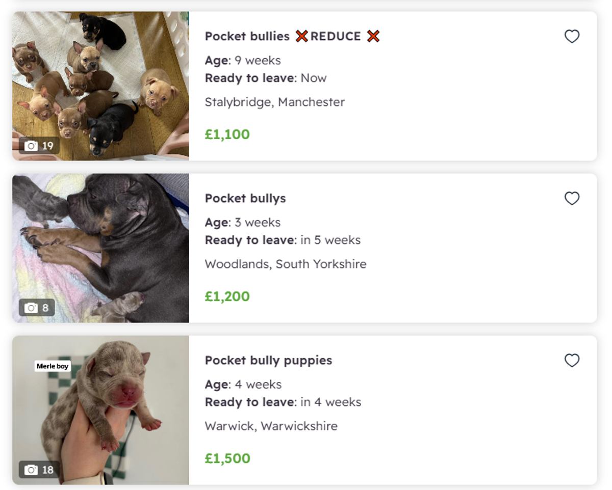 Dog adverts