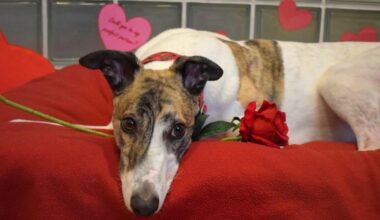 Britain's 'loneliest dog' finally adopted after 18 months in shelter | News UK