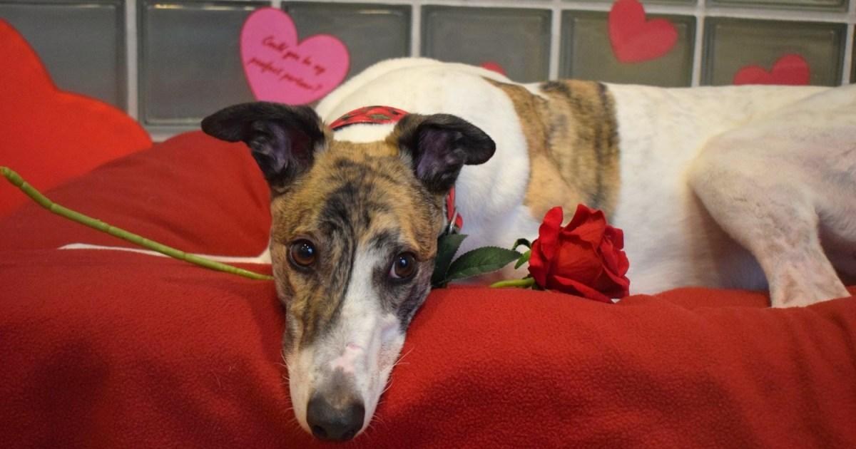 Britain's 'loneliest dog' finally adopted after 18 months in shelter | News UK
