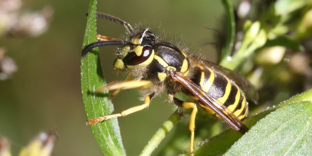 Science breakthrough: Researcher reveals reason behind sudden disappearance of wasps across Britain