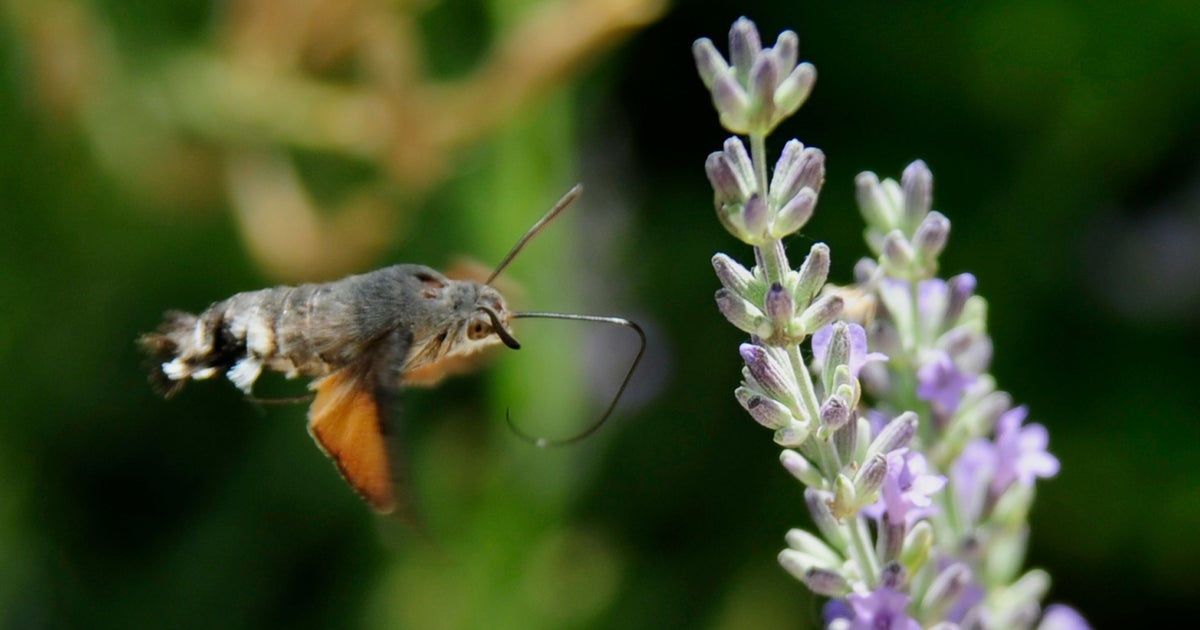 A Bird-Like Moth Is Making UK Gardeners 'Gasp' This Summer