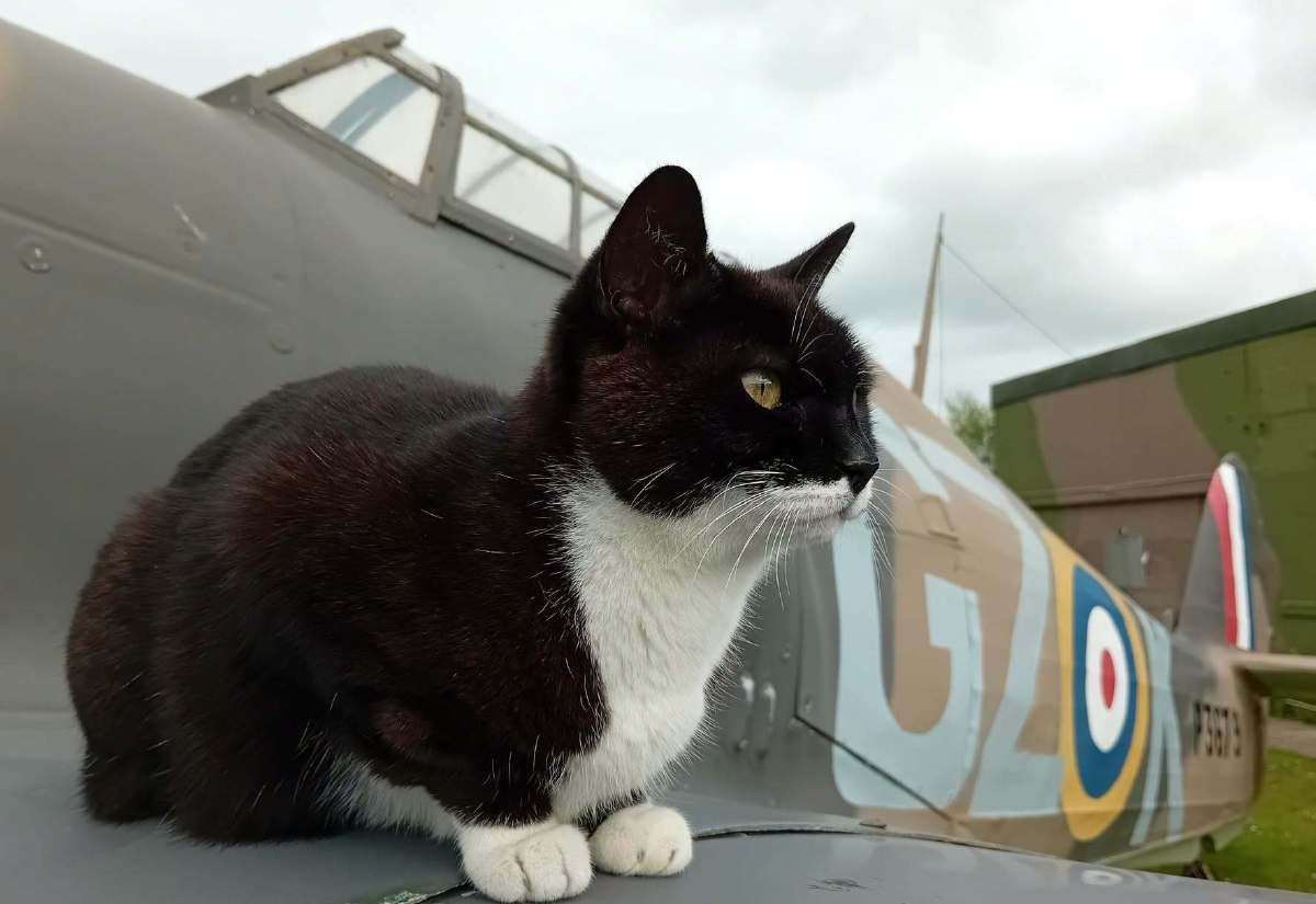 Tributes pour in after Kent Battle of Britain Museum mascot cat Scramble dies