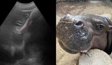 Baby-round up! Multiple new additions to join the Toronto Zoo in 2026