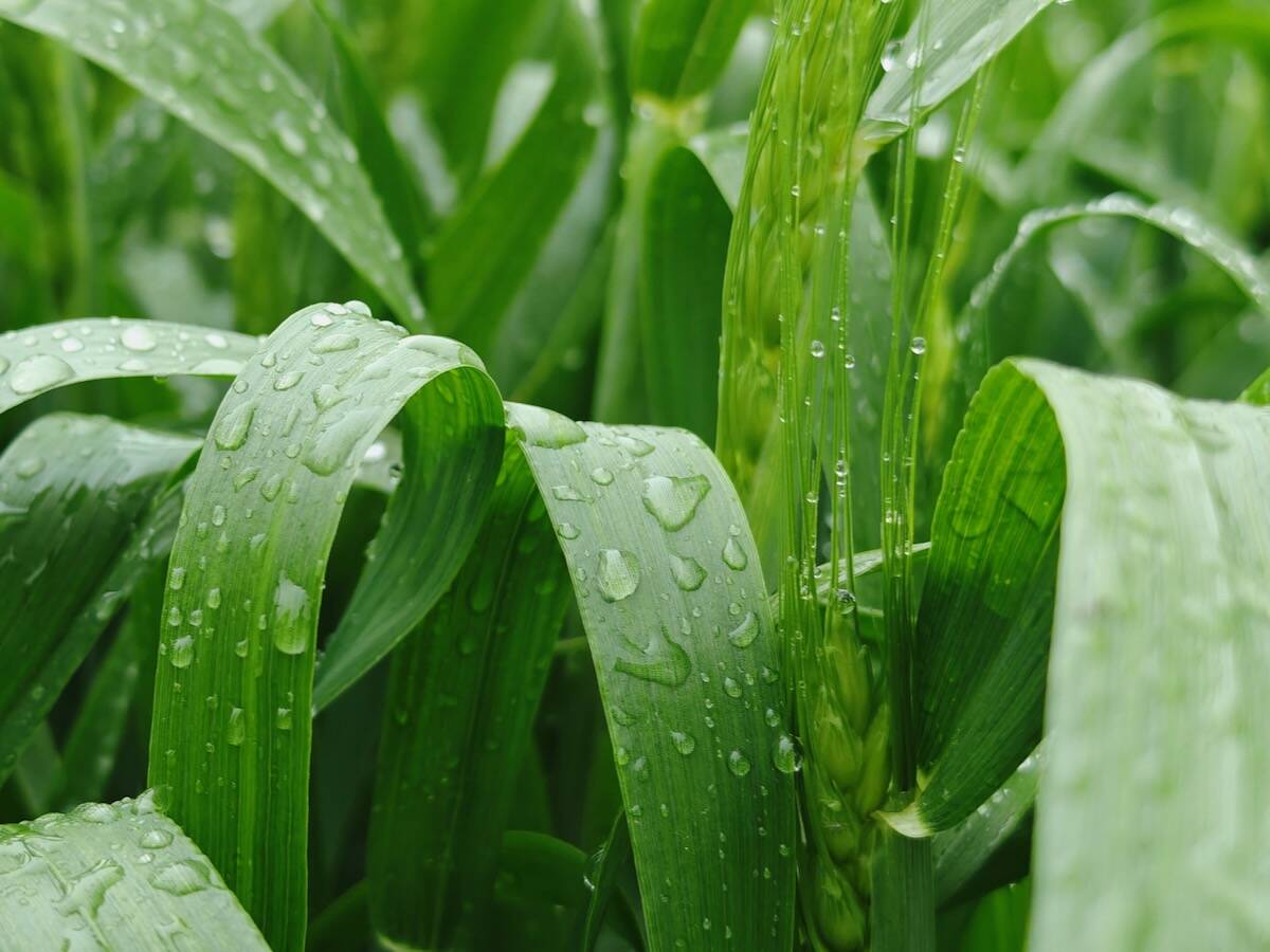 Ont. company's new fungicide tech promises more rainfastness