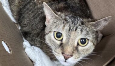 Kessie the cat is looking for a new home in the Toronto area