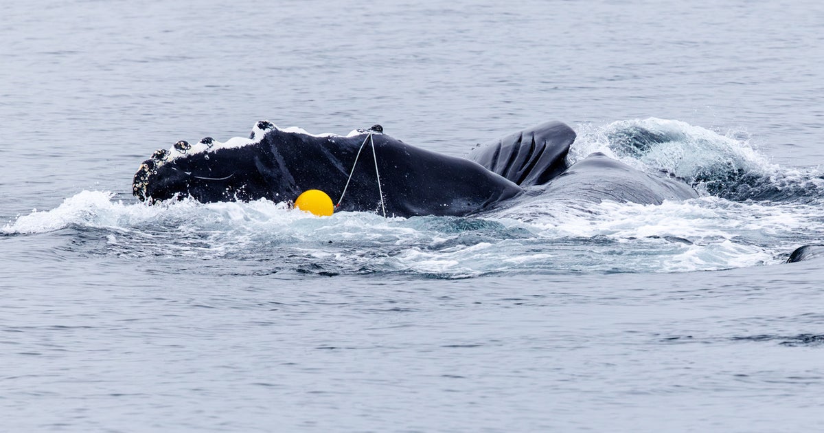 'Pop Tart' the whale is free again in Salish Sea