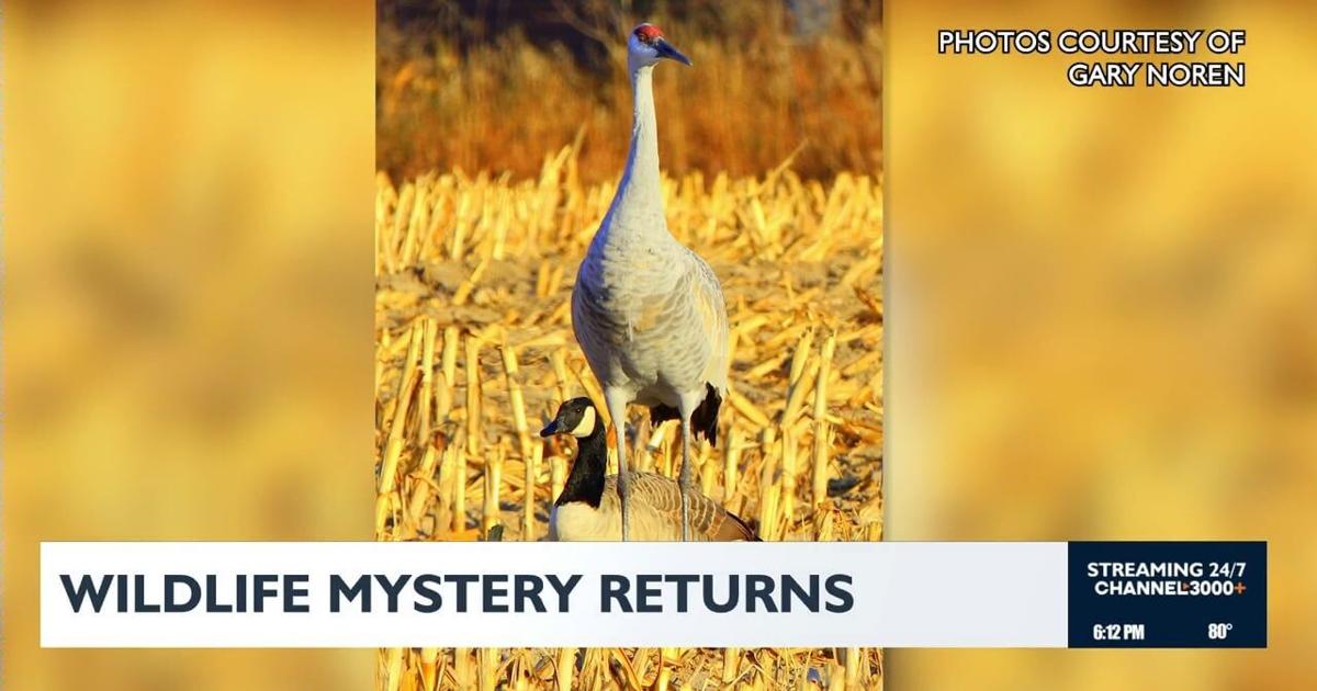 Canada goose returns with sandhill cranes in Madison | News