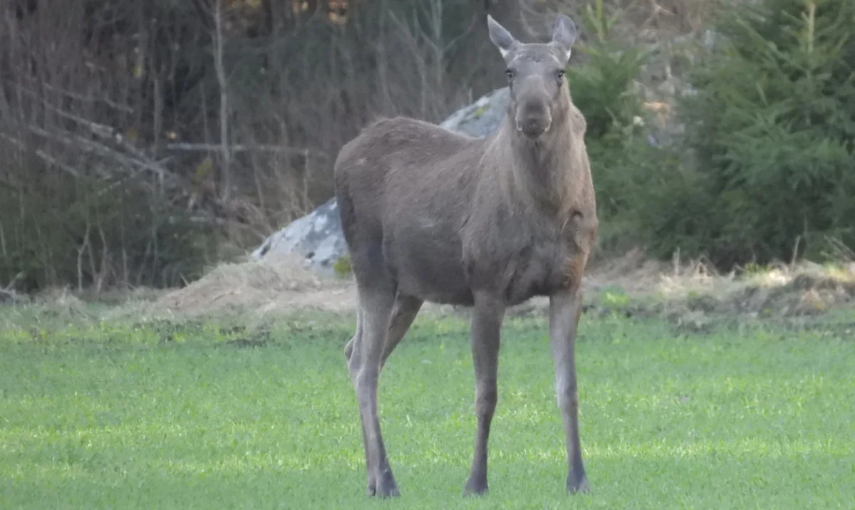 Canada family wakes to moose swimming laps in backyard pool, then faces 15-hour rescue