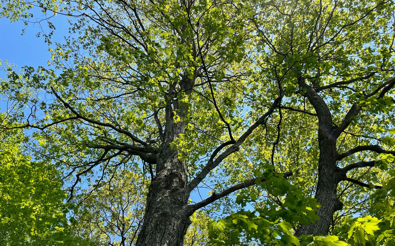 Overview of Ottawa's Tree Protection By-law - Glen Gower | Councillor / Conseiller