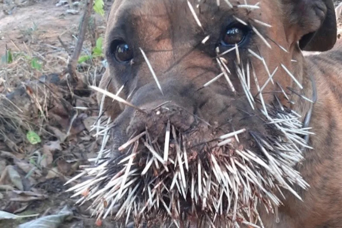 In Canada, dog found with 850 porcupine quills in her face is slowly recovering