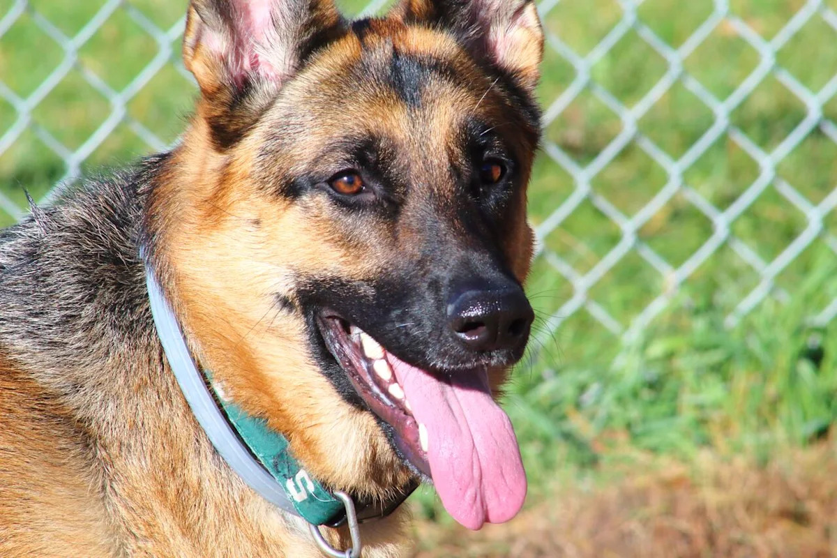Man, 67, ticketed after Winnipeg police say he left dog in hot vehicle