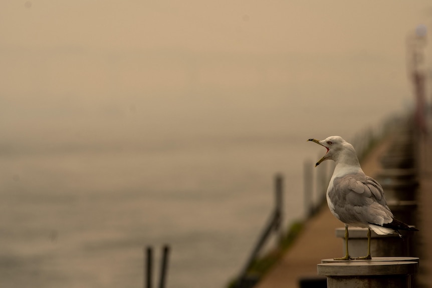A seagull stands alongside a river, with the skyline obscured with a yellow haze.