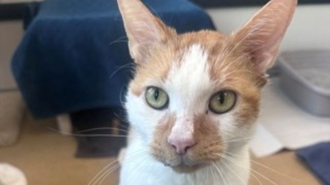 Payne the cat is looking for a new home in the Toronto area