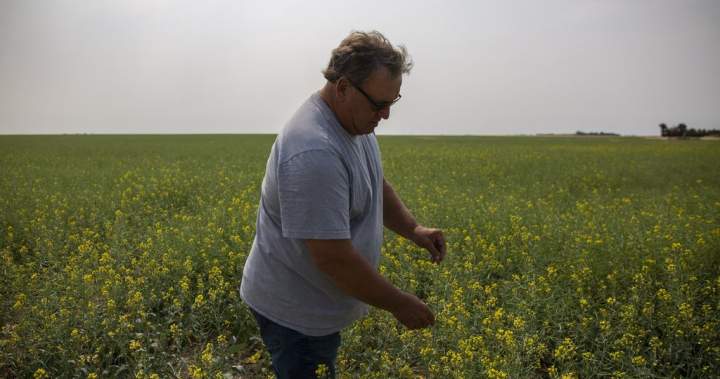 Saskatchewan senator, farmer Todd Lewis dies at 65