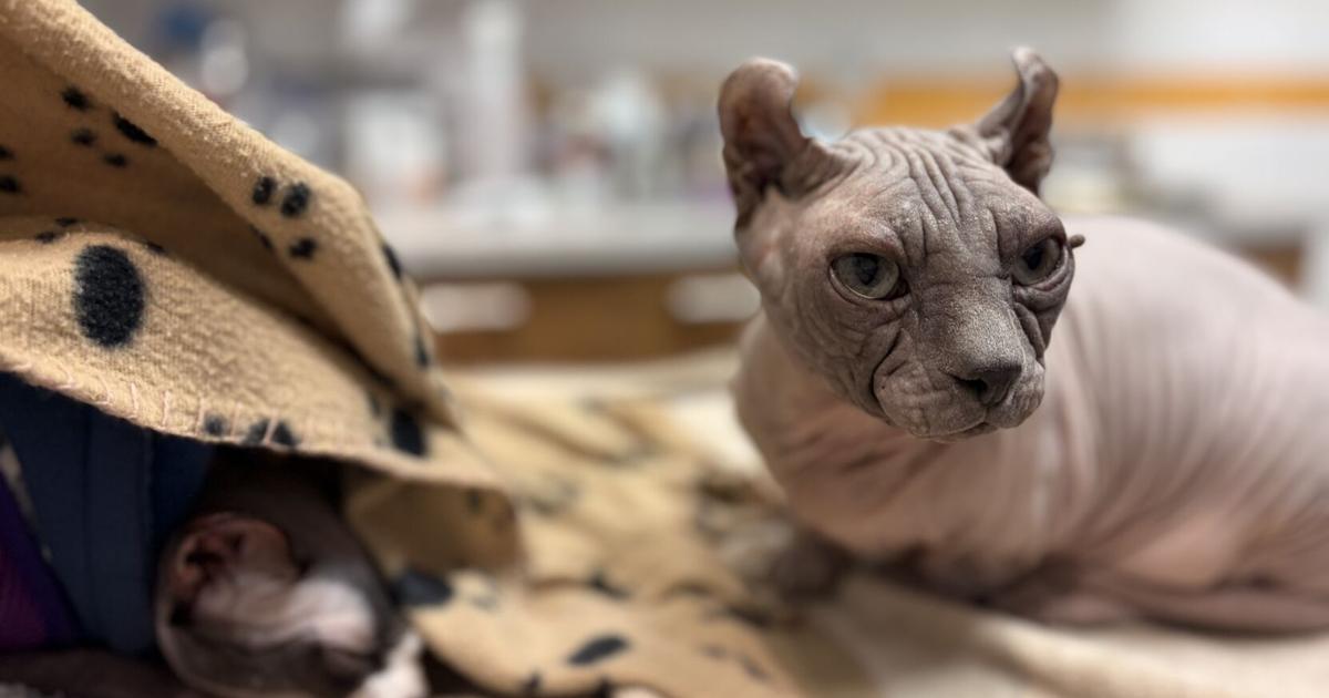 Should Canada follow the Dutch ban on designer cat breeds? | Lifestyles