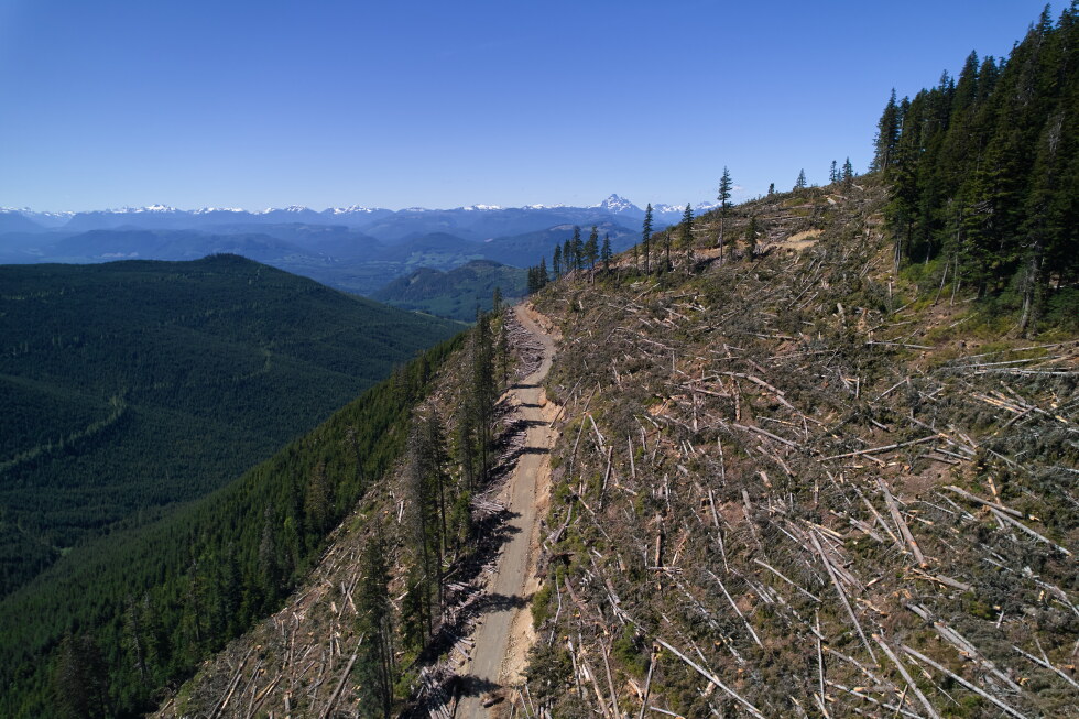 Activists' roadblocks try to stop logging old-growth forests in Canada