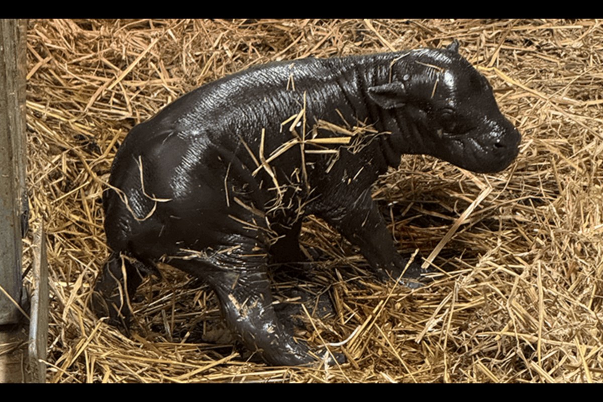 Welcome to the world! Pygmy hippo born at Toronto Zoo
