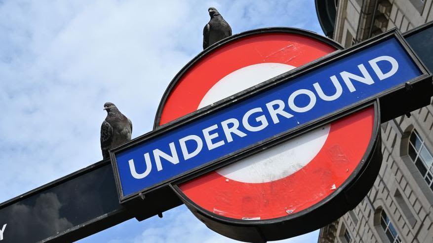 TfL defends pigeon culls 'when other methods fail'