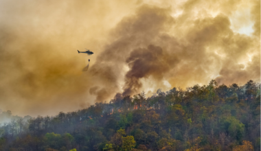 Canada's forests are shifting from carbon sink to carbon source